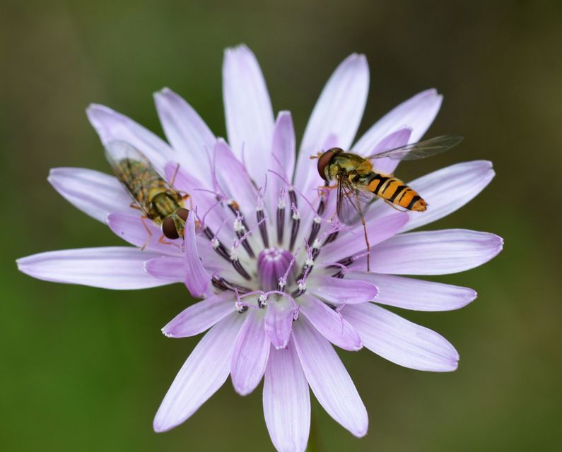 Episyrphus balteatus - ékfoltos zengőlégy Episyrphus balteatus - ékfoltos zengőlégy