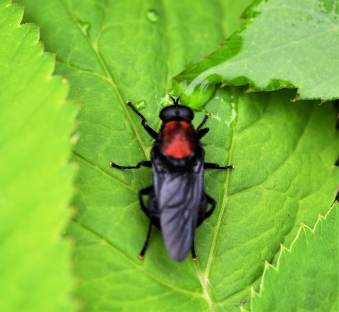 Clitellaria ephippium - tüskéshátú légy