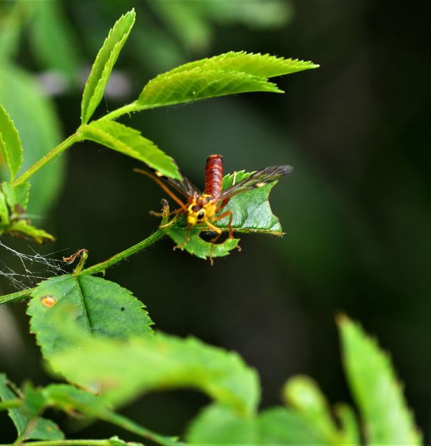 Tenthredopsis nassata - élénkbarna övesdarázs