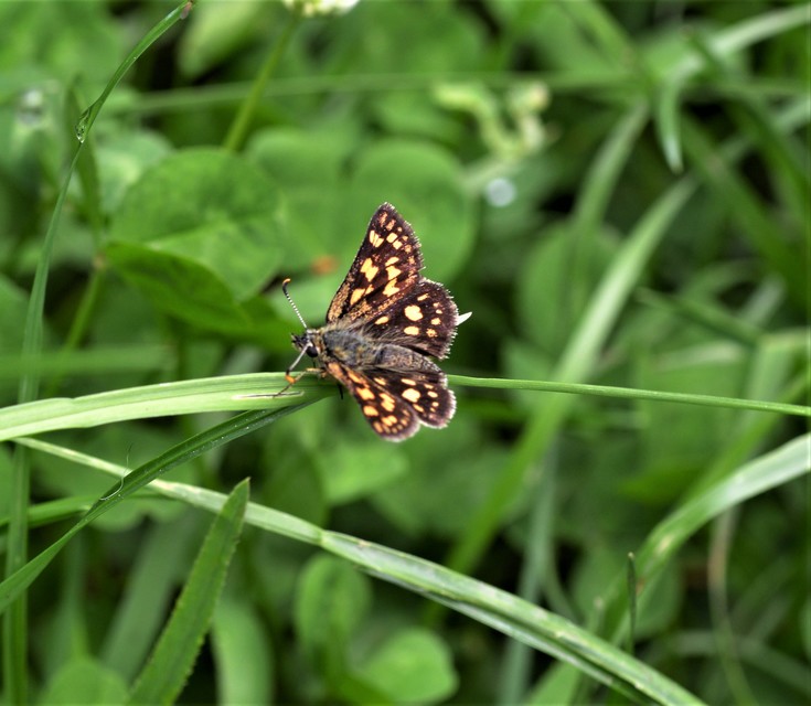 Carterocephalus palaemon - kockás busalepke