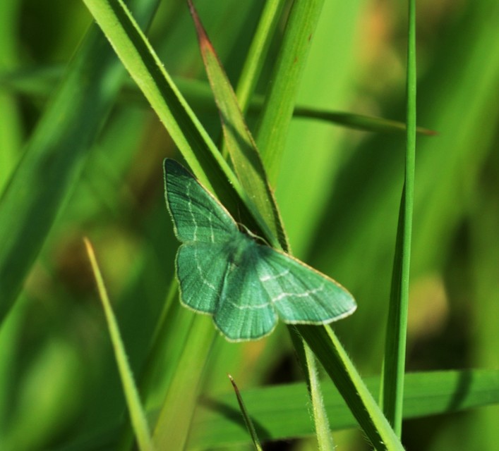 Chlorissa viridata - üdezöld araszoló