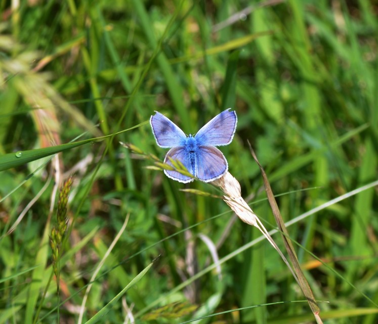 Polyommatus thersites - ibolyaszín boglárka