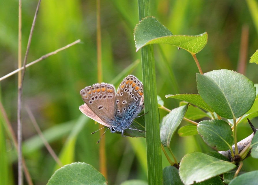 Polyommatus thersites - ibolyaszín boglárka