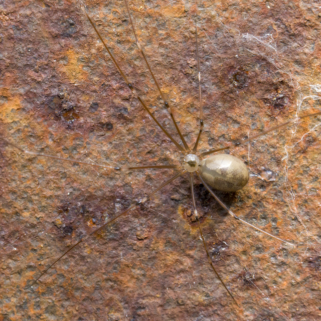 Pholcus phalangioides - nagy álkaszáspók Pholcus phalangioides - nagy álkaszáspók
