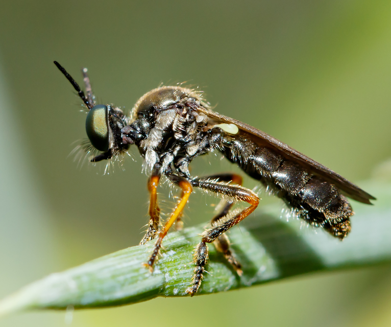 Dioctria lata