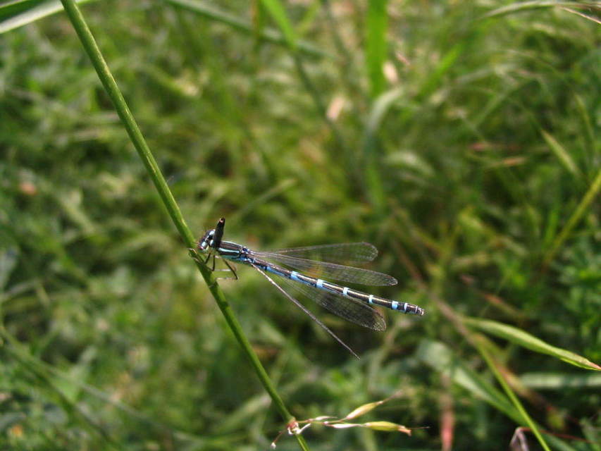 Coenagrion scitulum - mediterrán légivadász