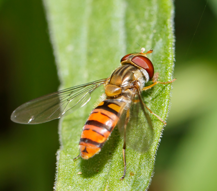 Episyrphus balteatus - ékfoltos zengőlégy