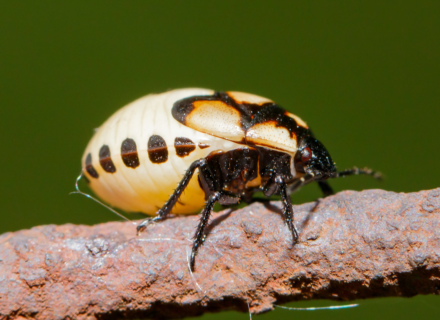 Tritomegas bicolor - foltos földipoloska