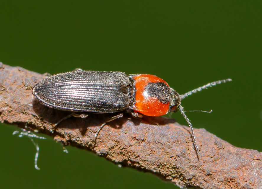 Cardiophorus discicollis - korongfoltos szívespattanó