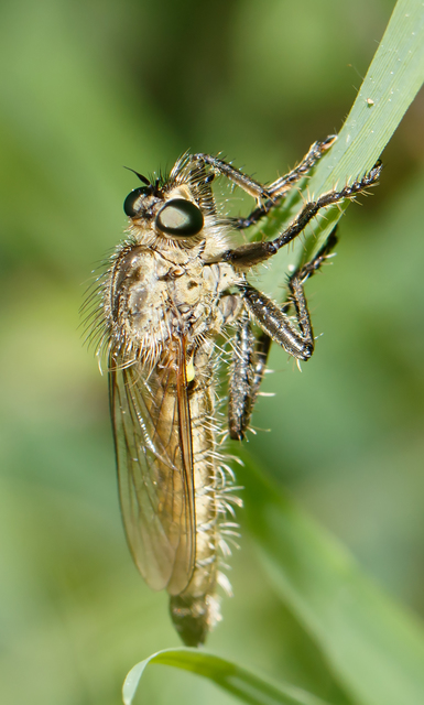 Dysmachus praemorsus