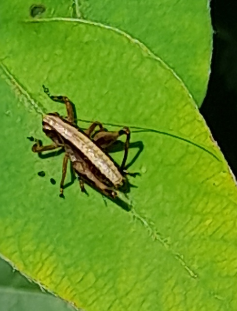 Pholidoptera griseoaptera - szürke avarszöcske