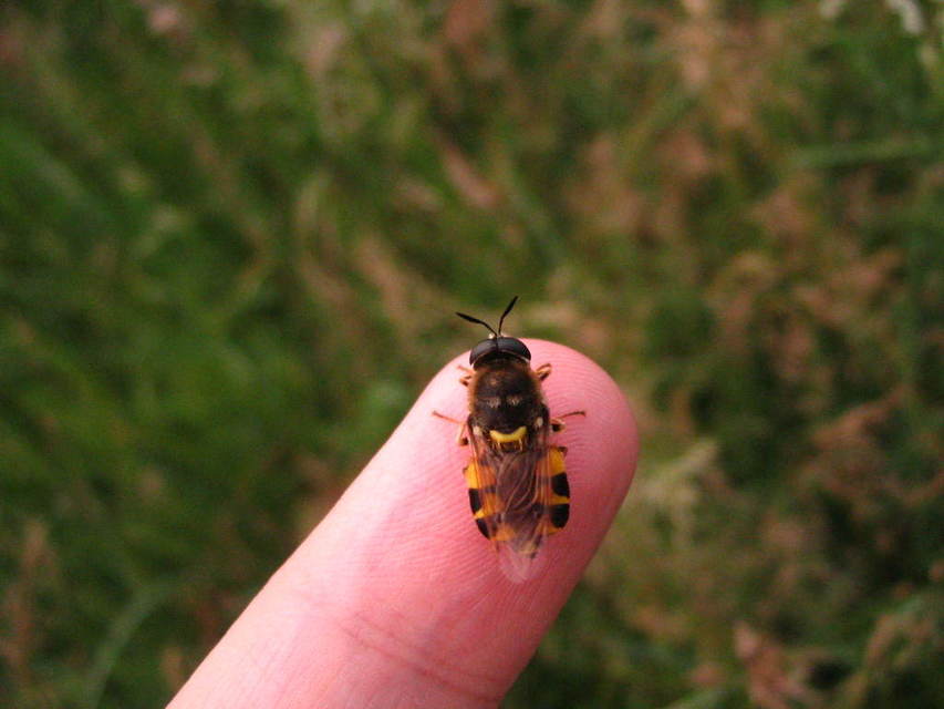 Stratiomys cenisia - szélesfoltú katonalégy