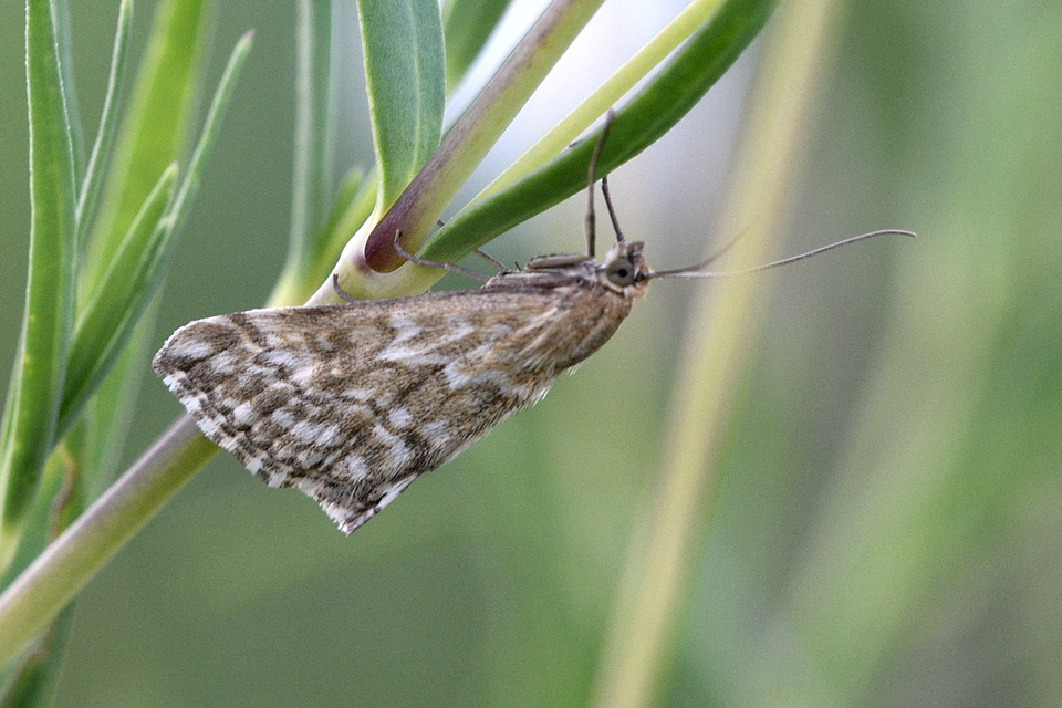 Evergestis frumentalis - tavaszi dudvamoly