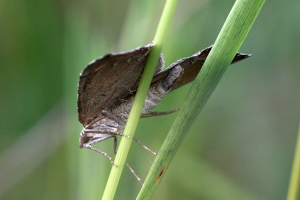 Aplocera plagiata - szürke csíkosaraszoló