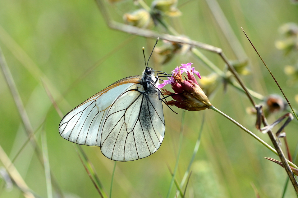 Aporia crataegi - galagonyalepke