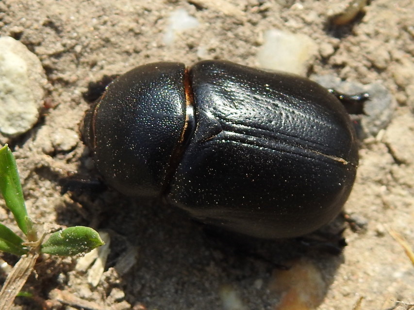 Pentodon idiota - butabogár