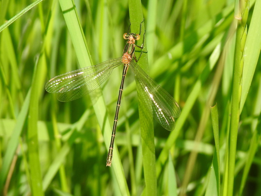 Lestes
