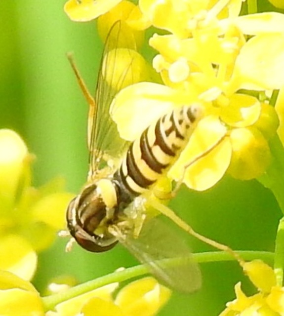 Sphaerophoria