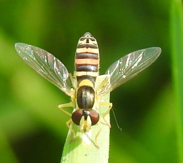Sphaerophoria