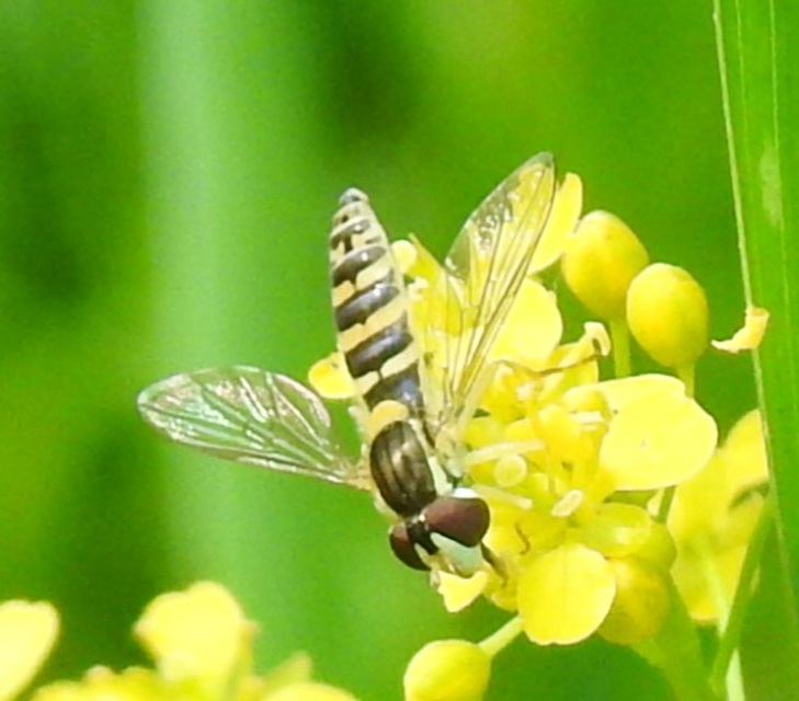 Sphaerophoria