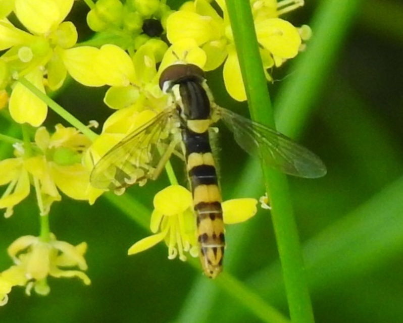 Sphaerophoria