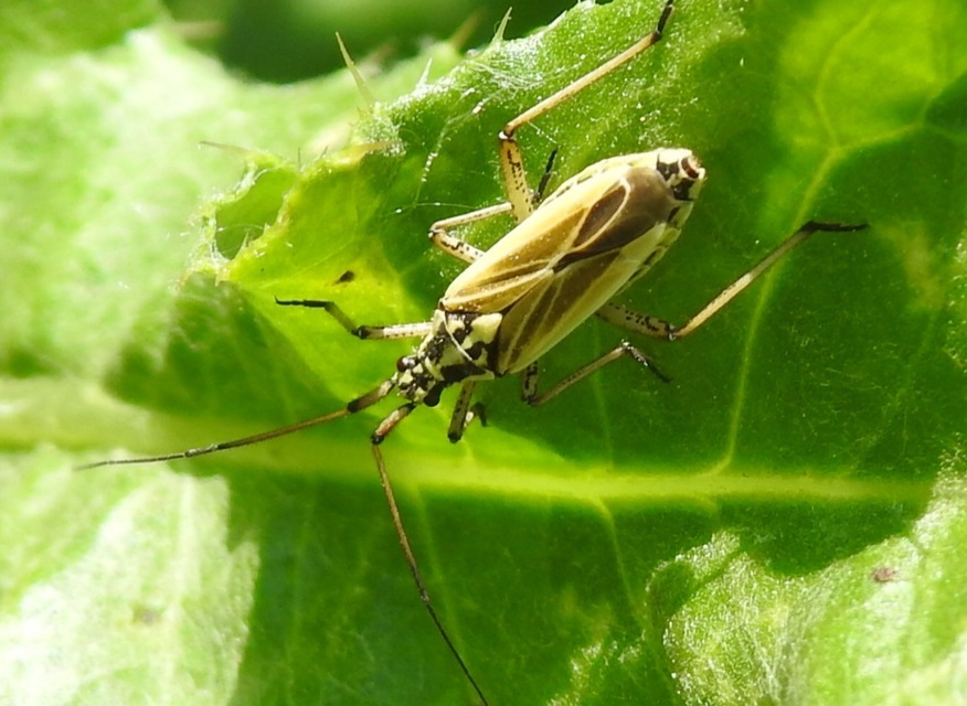 Leptopterna dolabrata - közönséges mezeipoloska