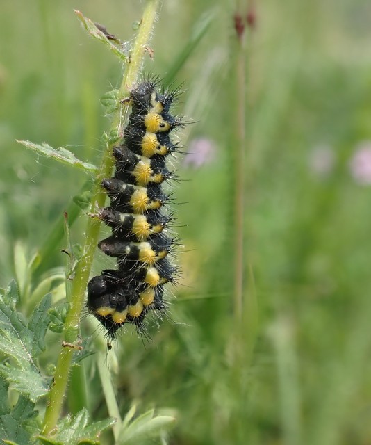 Saturnia pavoniella/pavonia