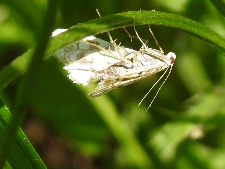 Elophila nymphaeata - tarka vízimoly