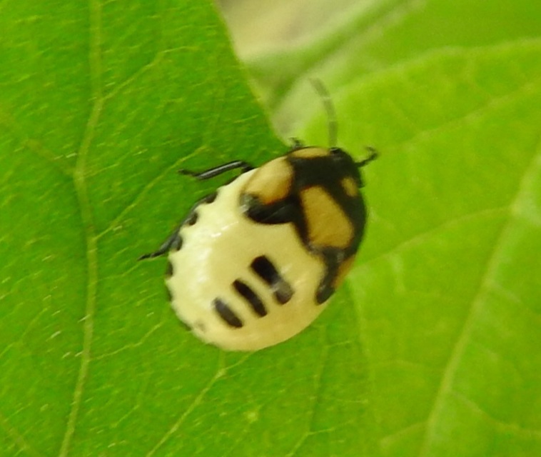 Tritomegas bicolor - foltos földipoloska