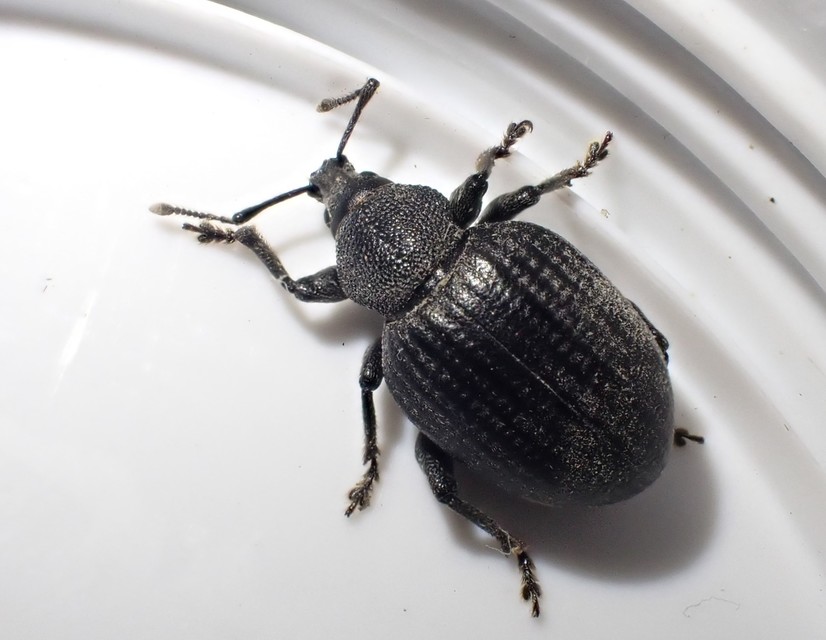 Otiorhynchus catenulatus - gyászos gyalogormányos