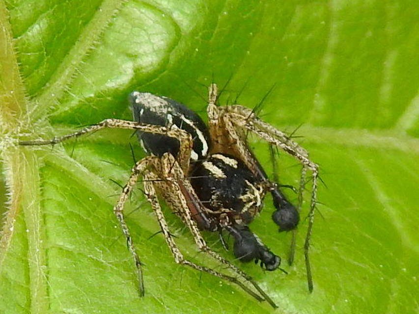Oxyopes heterophthalmus - homoki hiúzpók