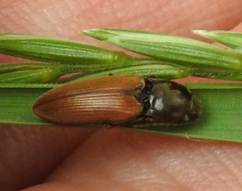 Dicronychus testaceus
