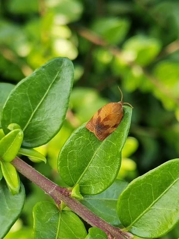 Cacoecimorpha pronubana - szegfű-sodrómoly