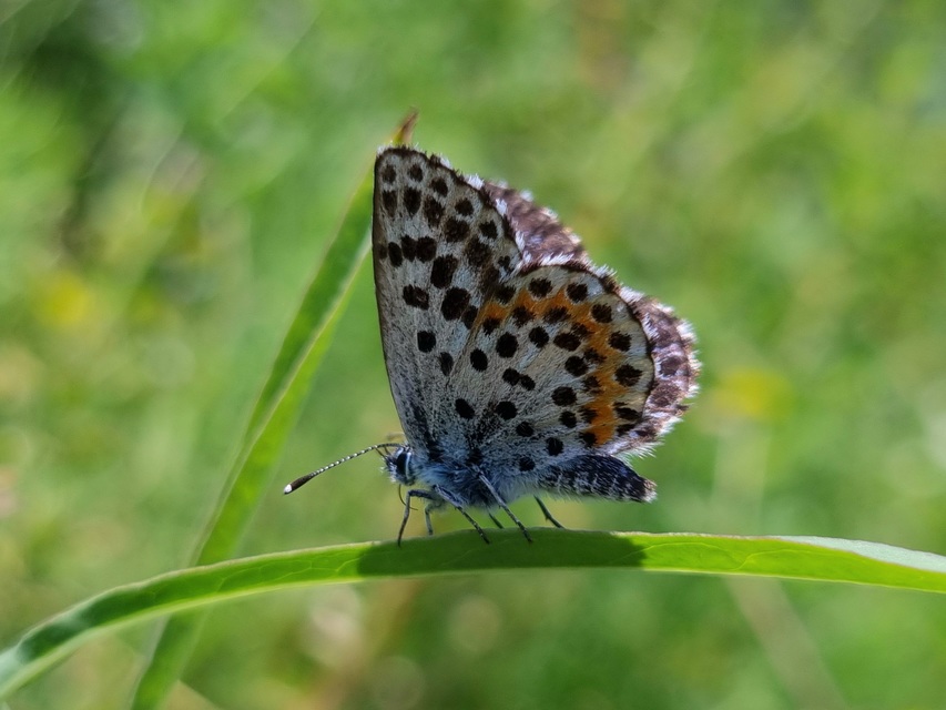 Scolitantides orion - szemes boglárka