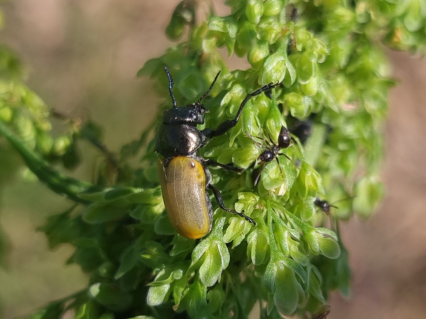 Labidostomis