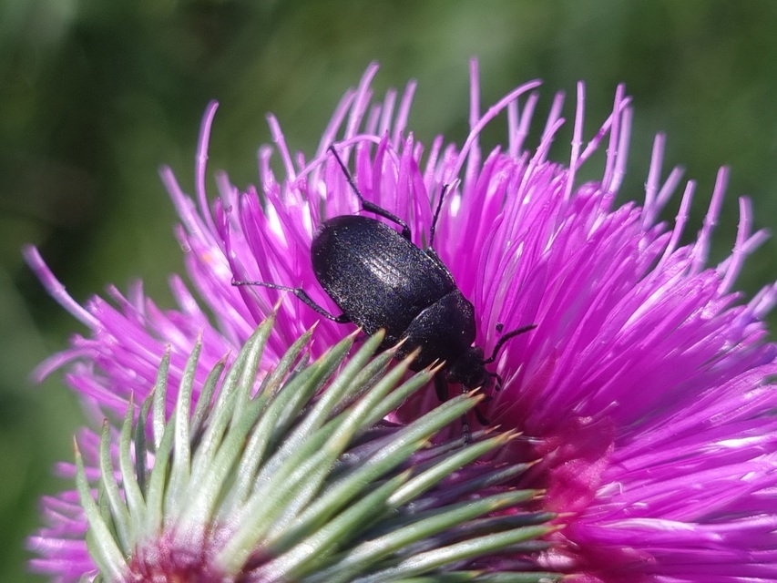Podonta nigrita - szerecsenbogár
