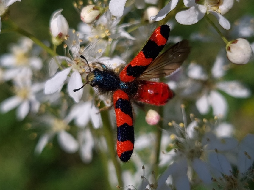 Trichodes favarius - hatfoltos méhészbogár