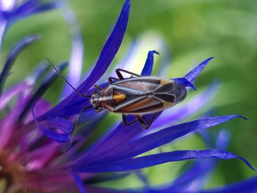 Horistus orientalis