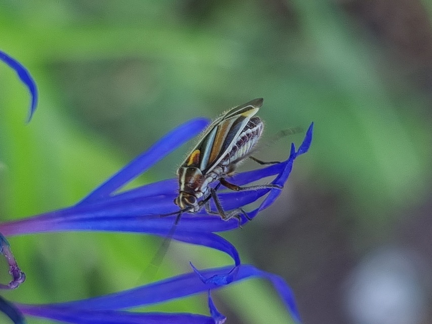 Horistus orientalis