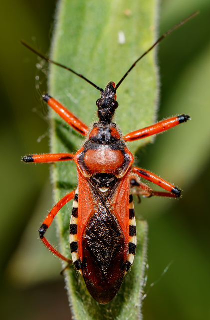 Rhynocoris iracundus - közönséges gyilkospoloska