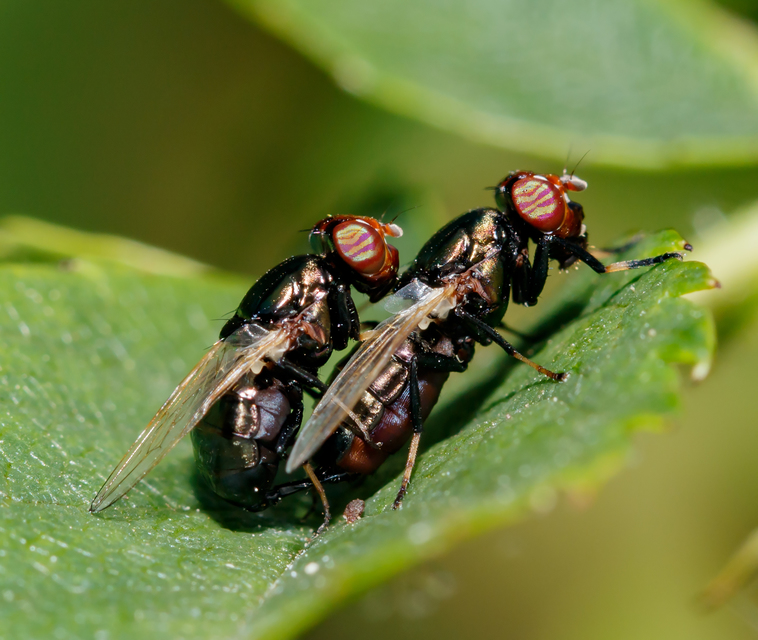 Physiphora alceae