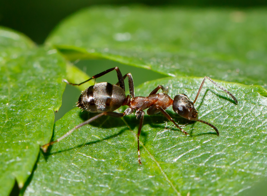Formica rufibarbis - vörös rabszolgahangya