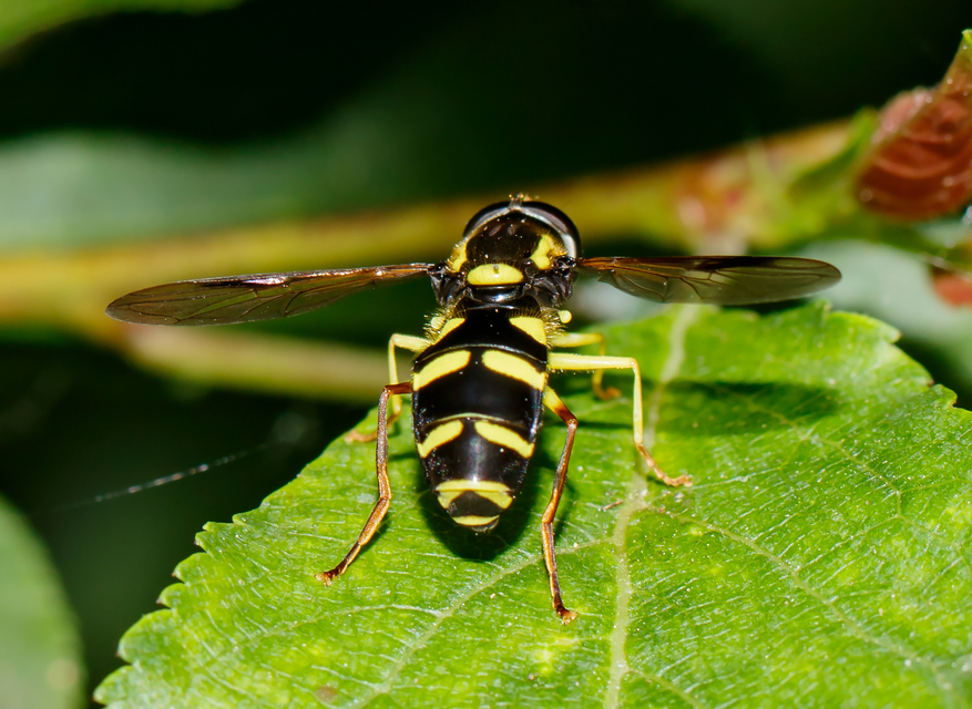 Xanthogramma pedissequum - gyakori oldalsávoslégy