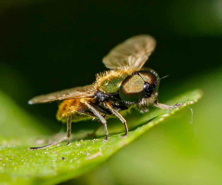 Chloromyia formosa - közönséges fémeslégy