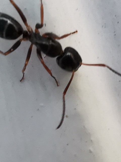 Camponotus fallax - ligeti lóhangya