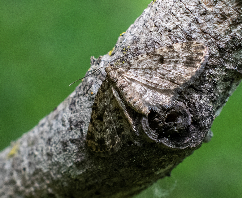 Eupithecia tantillaria - feketegyűrűs törpearaszoló