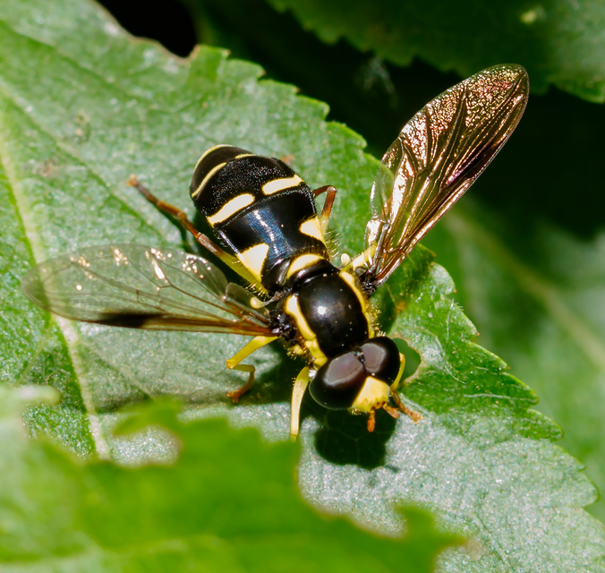 Xanthogramma pedissequum - gyakori oldalsávoslégy