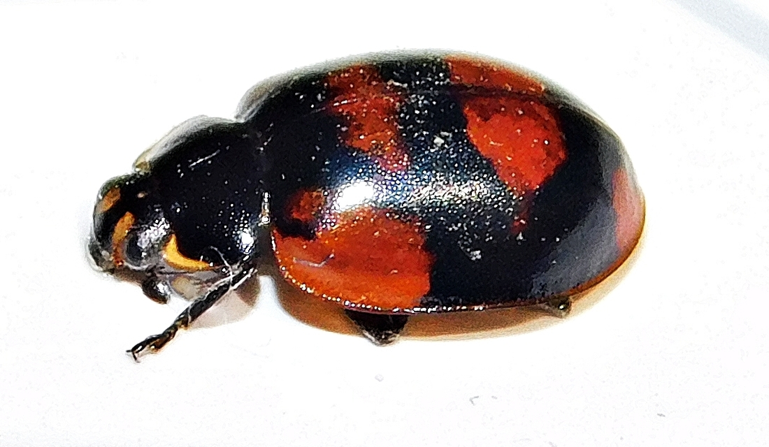 Adalia bipunctata - kétpettyes katica