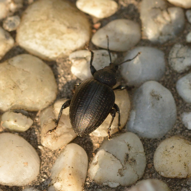 Otiorhynchus catenulatus - gyászos gyalogormányos