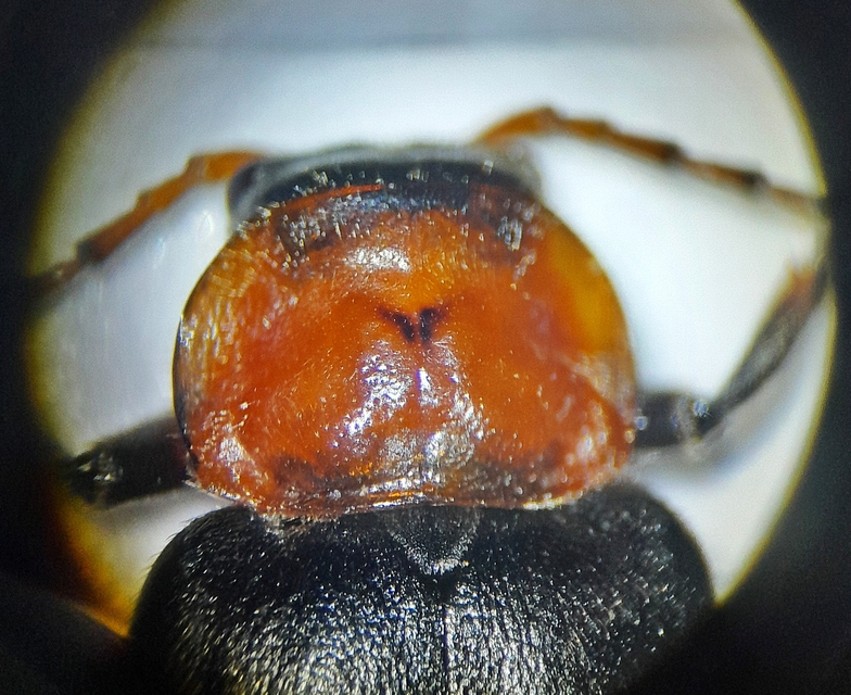 Cantharis rustica - suszterbogár